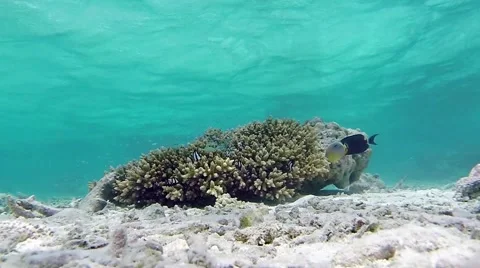 Underwater shot of Cornetfish hunting Stock Footage 42820242