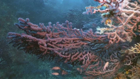 Underwater shot of dense forest of Red Gorgonian in Mediterranean reef 스톡 동영상 77453579