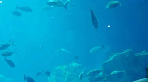 Underwater shot of fish Stock-Footage 11134783