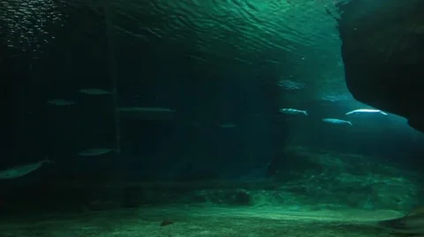 Underwater Shot of Fish Stock Footage 48626371