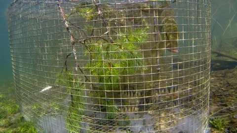 Underwater shot of a fish trap with perc, Stock Video