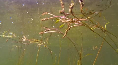 Underwater shot of floating grass-leaved pondweed leaves floating on the water Stock Footage 68418774