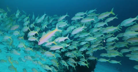 Underwater shot of Flock herd of dory snapper fish bait ball Stock Footage 316199205