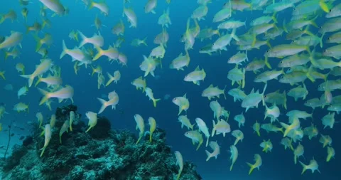 Underwater shot of Flock herd of dory snapper fish bait ball Stock Footage 317600816