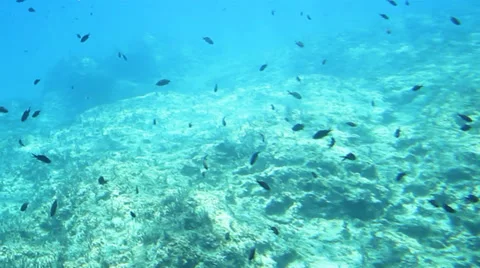 Underwater shot Video stock 27218407