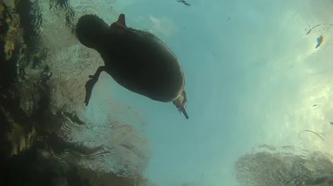 Underwater shot of Goosander on surface Stock Footage 57843194