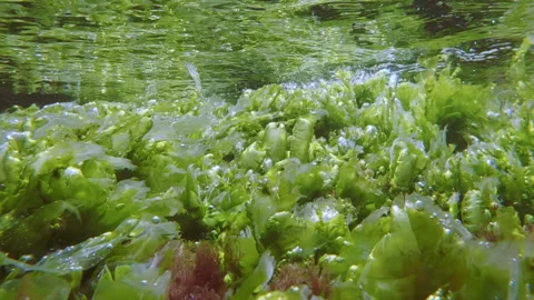 Underwater shot of green Ulva algae with capsules of bubbles under mirror Stock Footage 342732113