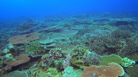 Underwater shot of healthy reef covered in various hard and soft coral Stock Footage 111237108
