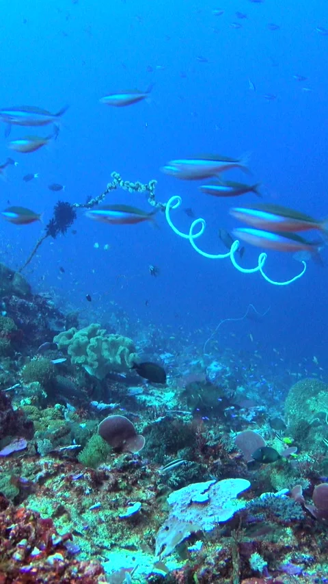 Underwater shot of healthy reef covered in various coral and tropical fishes Stock Footage 228827853