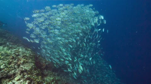 Underwater shot of huge aggregation of Sailfin Snapper, Peleliu, Palau Stock Footage 344603766