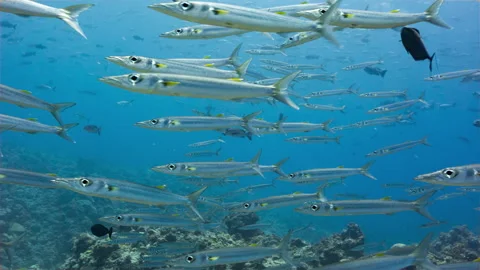 Underwater shot of a large school of Barracuda in Palau Marine Sanctuary. Video stock 341427847
