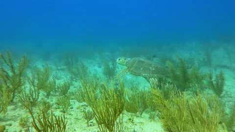 Underwater shot of loggerhead sea turtle swimming over ocean floor Stock Footage 191499438