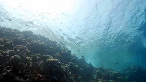 Underwater shot, looking to sunlit surface, exotic coral reefs &amp; tropical fish Video stock 89012603