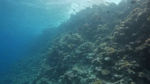 Underwater shot looking to surface waves, coral reefs and fish. Stock Footage 79850372
