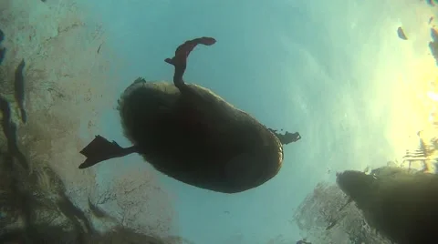 Underwater  shot of mallards on  surface Stock Footage 57843295