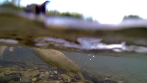 Underwater shot man tries to pull out fish trout swims away Stock Footage 101757789