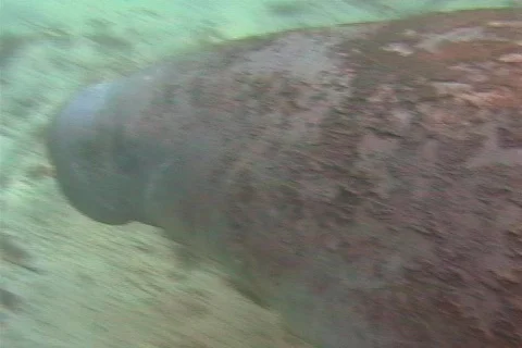 Underwater Shot of Manatee Exiting Frame Stock Footage 142477