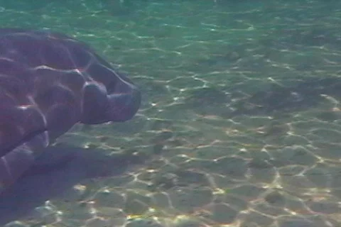 Underwater Shot of a Manatee Tagged With a Tracking Device Stock Footage 142468