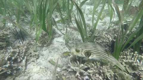 Underwater shot of Narrow Lined Pufferfish, Sipalay, Negros, Philippines Video stock 336617765