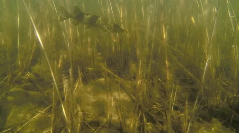 Underwater shot of northern pike swimming slowly between shore reeds Stock Footage