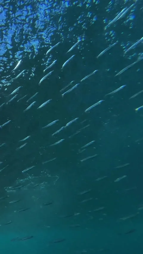 Underwater shot of ocean wave.slow motion.Vertical video Stock Footage 296203883