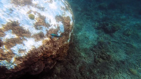An underwater shot of a parrot fish floating above a huge coral. Stock Footage 118931485