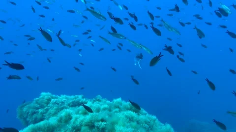 Underwater shot of passages of various small and large fish Stock Footage 336994495