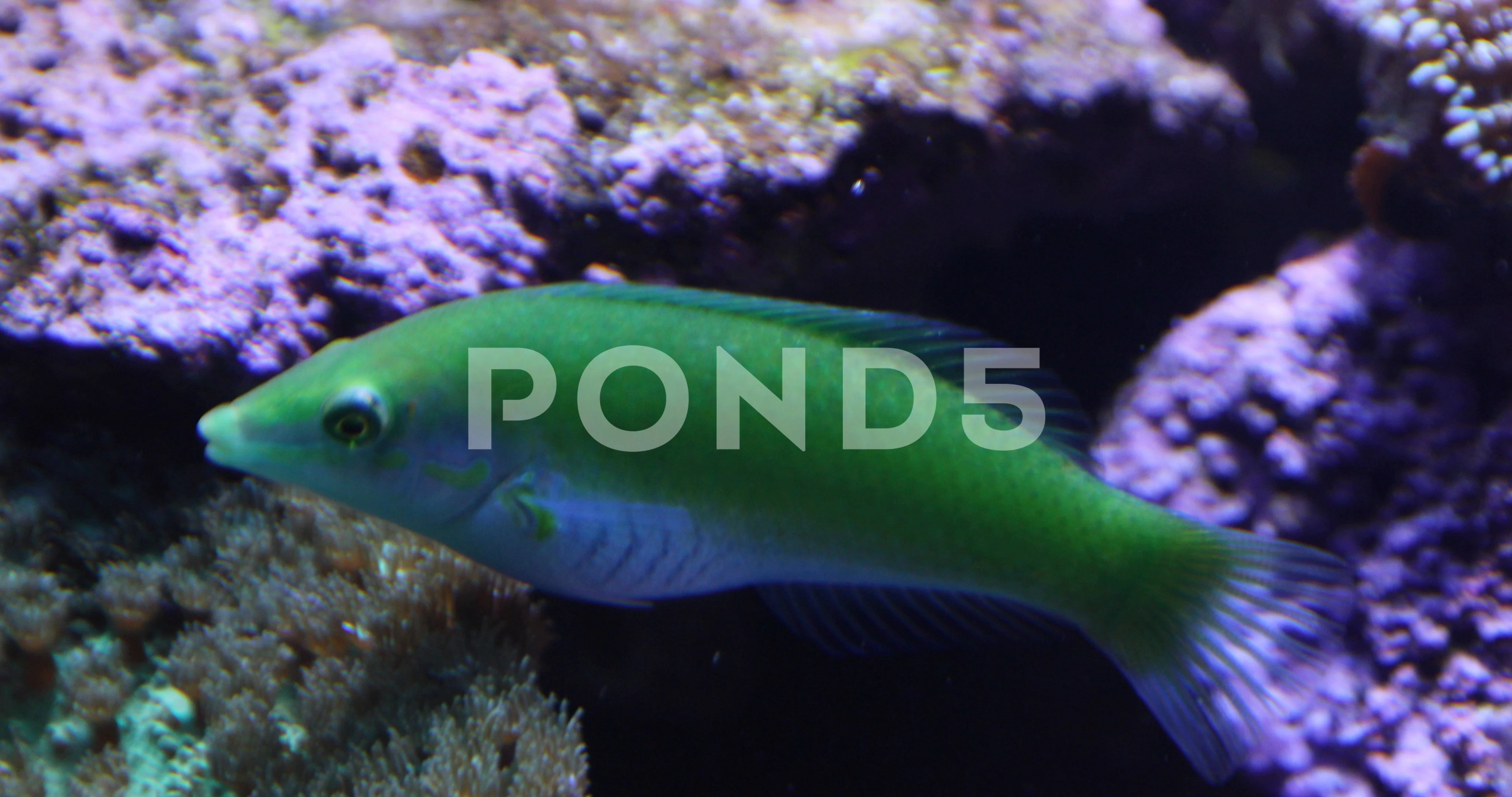 Underwater shot of a pastel green wrasse known as the black blotched  rainbowfish, image size:4096x2160