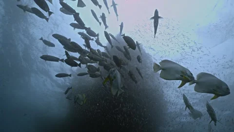 Underwater shot of reef peak with schooling fishes, Raja Ampat, Indonesia Stock Footage 296652953