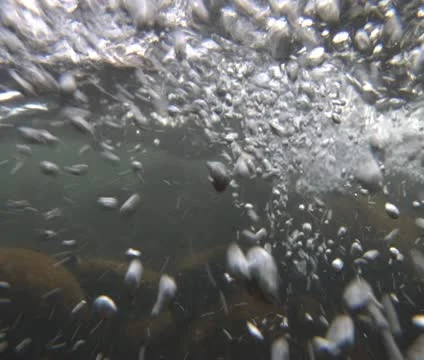 Underwater shot of River and bubbles Stock Footage 21614641