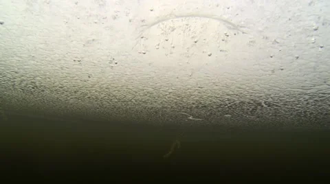 Underwater shot of a roach fish being catched ice fishing Stock Footage 64276217