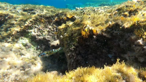 Underwater shot of rocks covered with algae and lichens, Levanzo, Isole Egadi Video stock 140052792