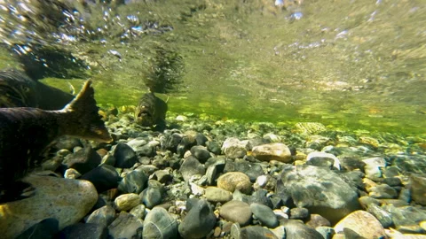 Underwater Shot Of Salmon Spawning In Shallow Rocky River Bed Vidéo 339791440