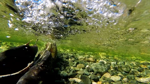 Underwater Shot Of Salmon Spawning In Shallow River During Golden Hour Vidéo 339792088