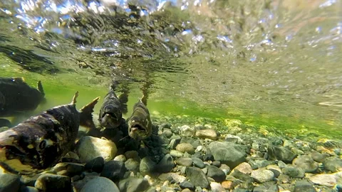 Underwater Shot Of Salmon Spawning In Shallow River During Golden Hour Vidéo 339977379