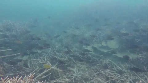 Underwater shot, school of parrotfish, staghorn coral reef, Indonesia Stockbeeldmateriaal 157447501