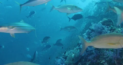 Underwater shot of schools of various small and large fish Stock Footage 336604738