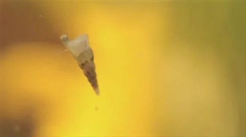Underwater shot of a seasnail Stockbeeldmateriaal 45342828
