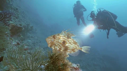 Underwater shot of seldom John Dory fish meeting some scuba divers Stock Footage 77452027