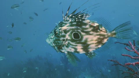 Underwater shot of seldom John Dory, Mediterranean Sea Stock Footage 77453248