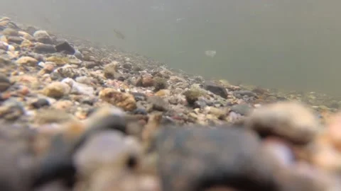 Underwater shot of a shallow and fast mountain river with living world in it Stock Footage 265173865