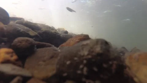 Underwater shot of a shallow and fast mountain river with living world in it Stock Footage 265173869