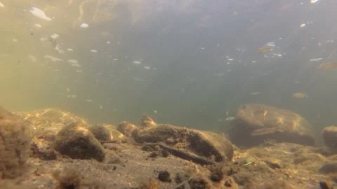 Underwater shot of a shallow and fast mountain river with living world in it Stock Footage 265173928