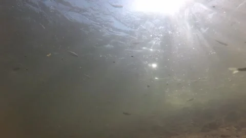 Underwater shot of a shallow and fast mountain river with living world in it Stock Footage 265173930