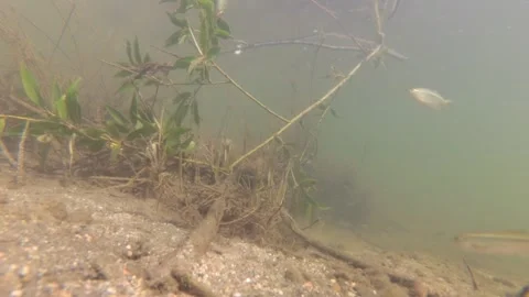 Underwater shot of a shallow and fast mountain river with living world in it Stock Footage 265173939