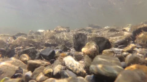 Underwater shot of a shallow and fast mountain river with living world in it Stock Footage 265173942
