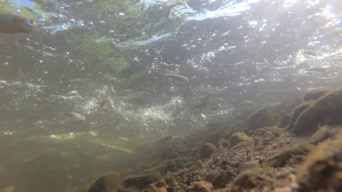 Underwater shot of a shallow and fast mountain river with living world in it Stock Footage 265173954