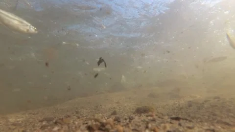 Underwater shot of a shallow and fast mountain river with living world in it Stock Footage 265173955