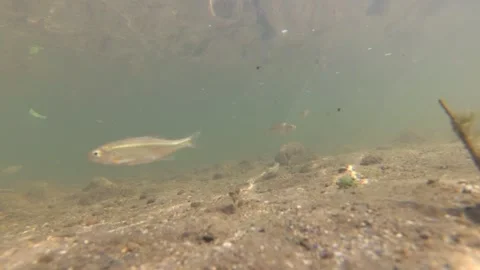 Underwater shot of a shallow and fast mountain river Stock Footage 265173959