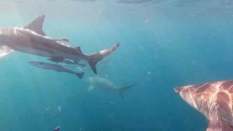 Underwater shot of Shark Cage Diving with Blacktip Sharks Stock Footage 124299686